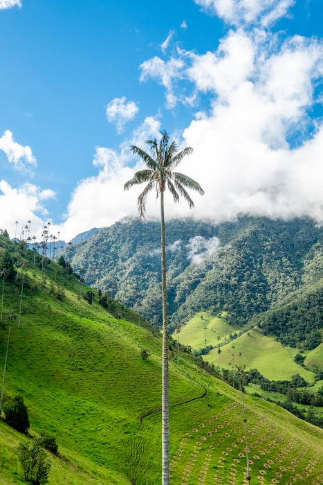 Columbian (Organic)